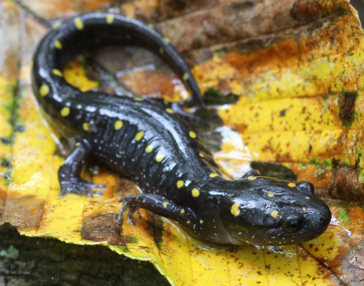 Spotted Salamander